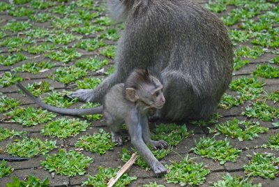 Toddler - Sacred Monkey Forest Ubud