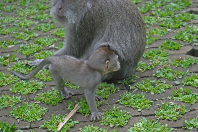 Toddler curious yet cautious - Sacred Monkey Forest Ubud