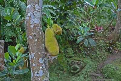 Jackfruit