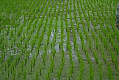 rice field2.jpg