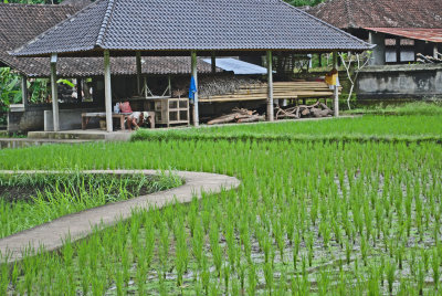 rice field3.jpg