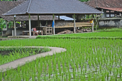 Rice Terraces/fields, of course