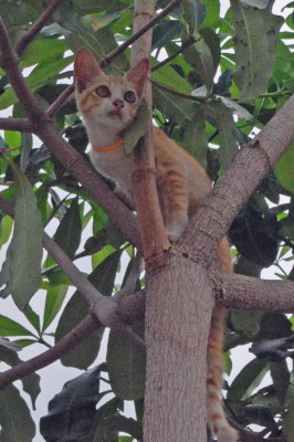 A Thai woman at Big Buddha attraction threw this cat against the tree to climb up and presumably, keep it away from the birds 