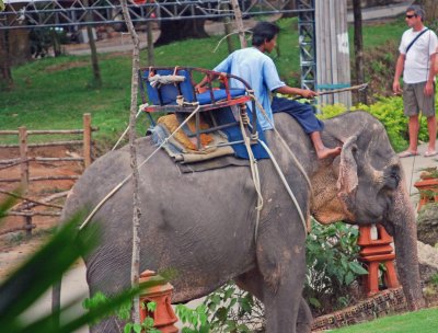 Elephant at Namuang Safari Park