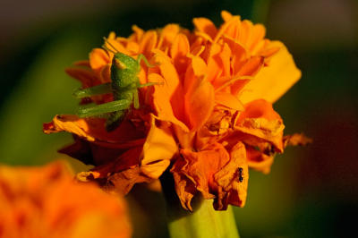 marigolds repel insects