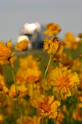 wildflowers