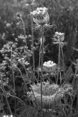 wildflowers