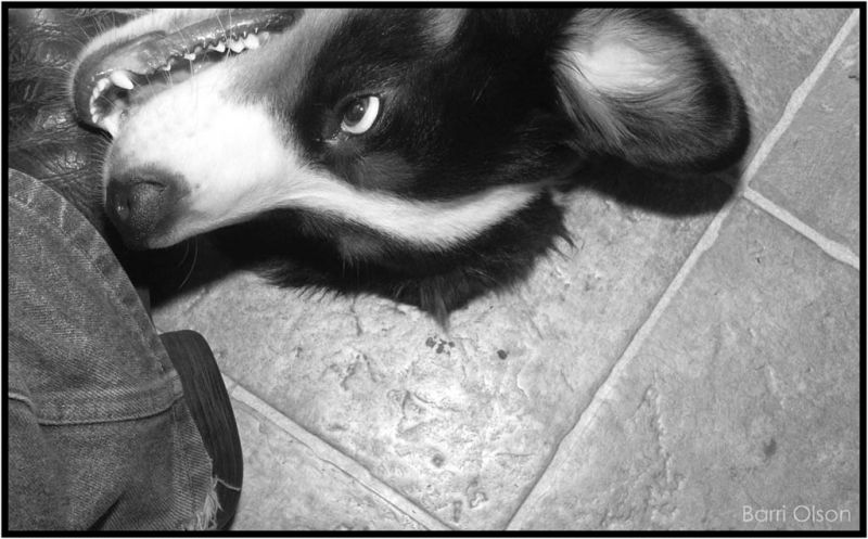 Jax ready to eat my boot with my foot inside
