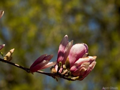Magnolia Blossom #28