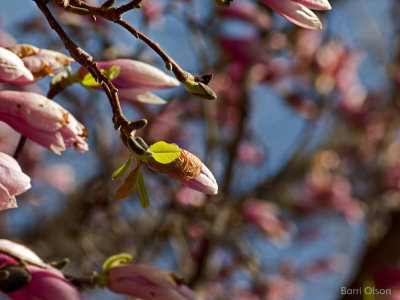 Magnolia Blossoms #29