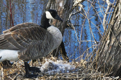 Goose #3