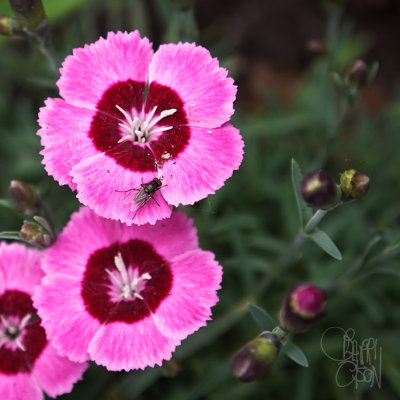 Fly on a Pink Flower