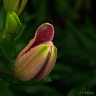 Blooming