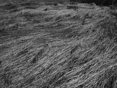 Ghost of the Prairie Wind