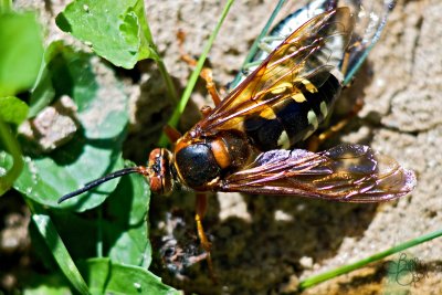 Cicada Killer Wasp ~ Sphecius speciosus