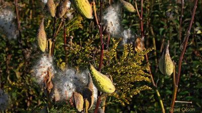 Seeds for Spring