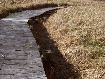 The Wooden Path on a Fall Day