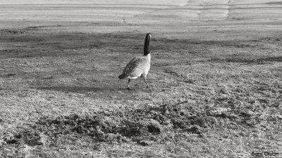 The Lonesome Goose