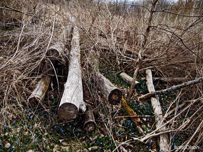 Blue Stars in a Woodpile