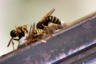 Wasps