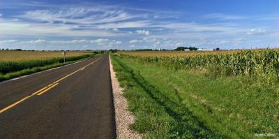 Cornfields