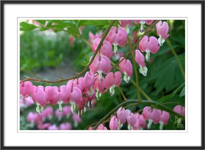 Bleeding Hearts #7