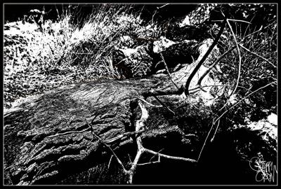 Fallen Tree HC.jpg