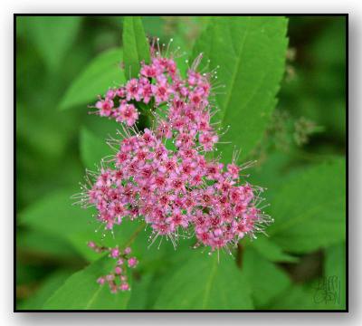 Tiny Flowers