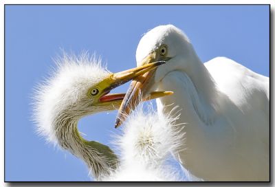 Egrets_02.jpg