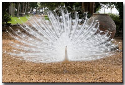 Peacock_02.jpg