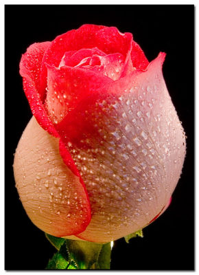 Blooms