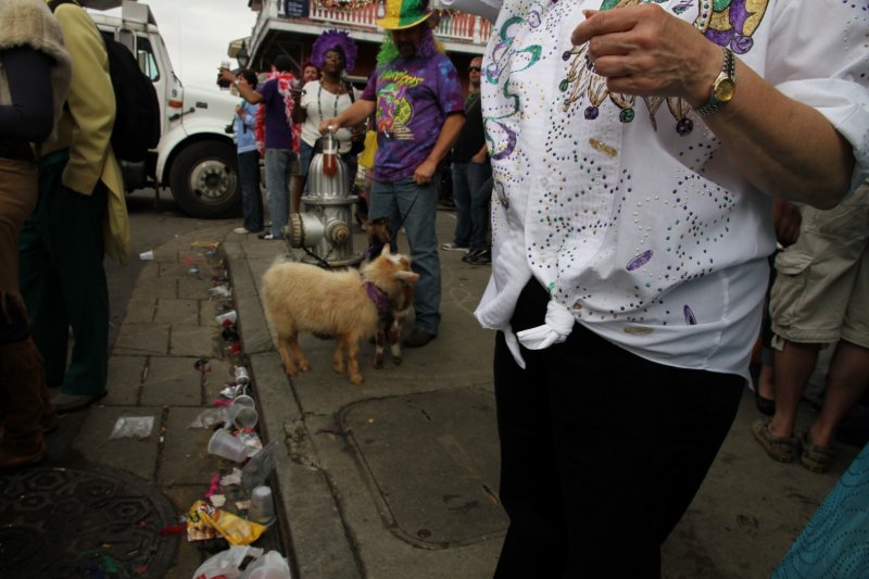 Goats picking up garbage