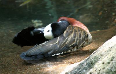 Dallas Zoo (12).jpg