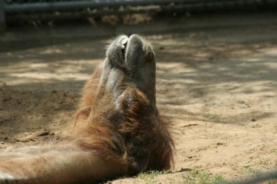 Dallas Zoo (17).jpg