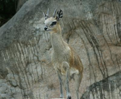 Dallas Zoo (26).jpg