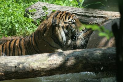 Dallas Zoo (30).jpg