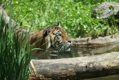 Dallas Zoo (36).jpg