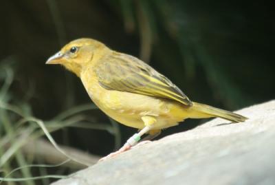 aDallas Zoo 014.jpg