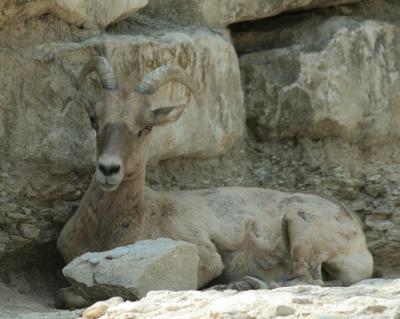 aDallas Zoo 074.jpg