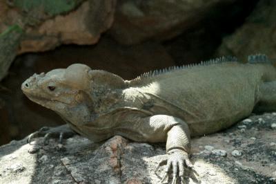 aDallas Zoo 098.jpg