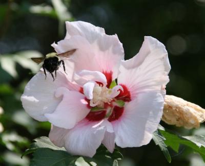 Bumble bee3.jpg