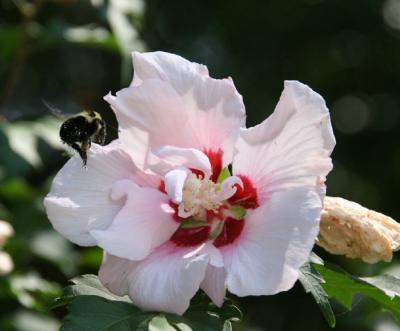 Bumble bee4.jpg