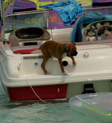 Boat dog.jpg