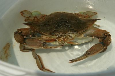 crab porn 2.jpg