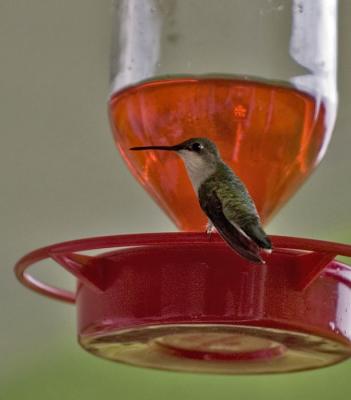 Hummingbird