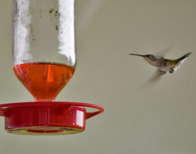 Hummingbird