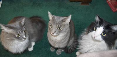 Abby, Thomas, and Cooper having a meeting. 