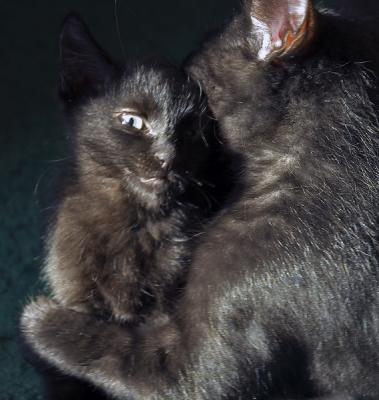 Kitten hugs- Chewie and Yoda