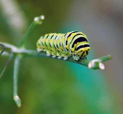 Butterfly House