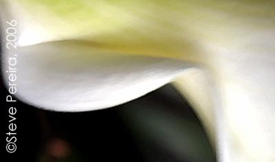 Lilies